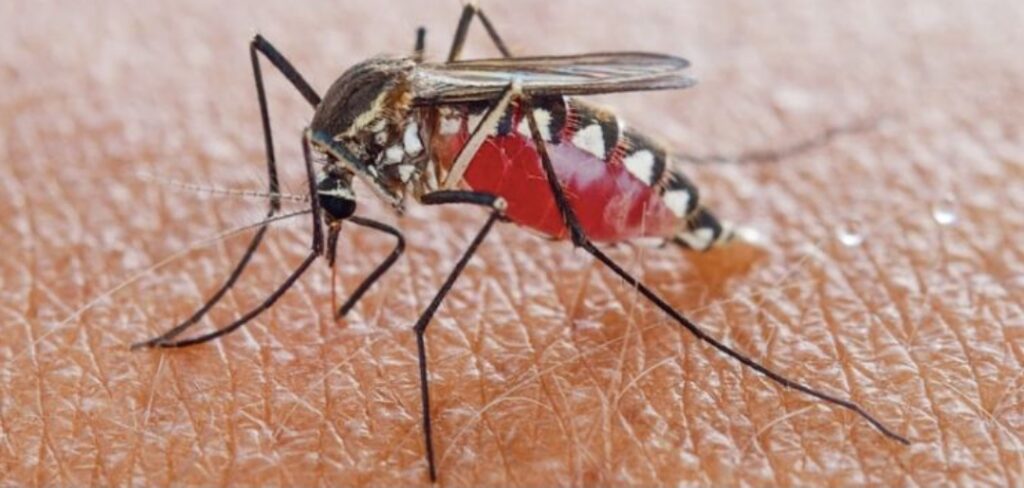 Did You Know Only Female Mosquitoes Bite? See Other Fascinating Bloodsuckers Facts